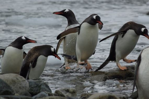 Penguins