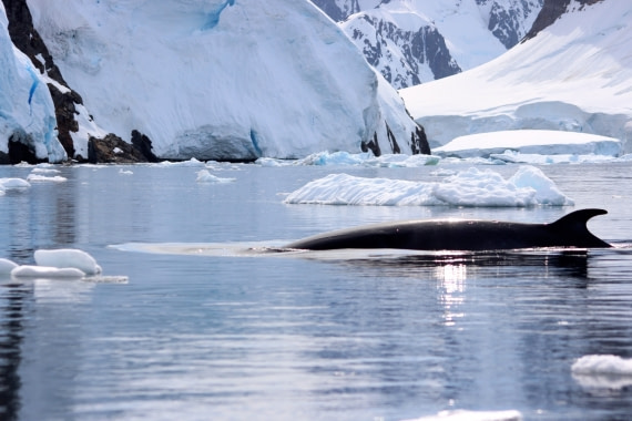 Antarctica