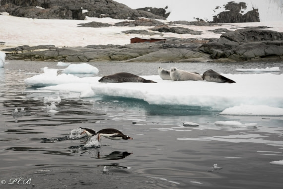 seals and penguins