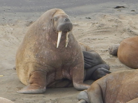 Sleepy walrus