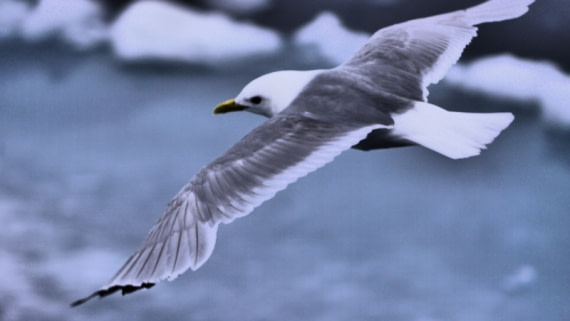 Möwe im Landeanflug