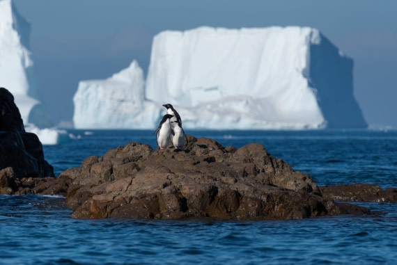 little isle of penguin :-)