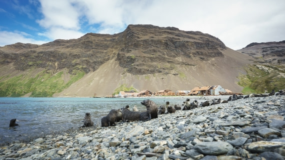 Falklands, South Georgia, Ant Peninsula © Fotografie Dietmar Denger-Oceanwide Expeditions141.jpg