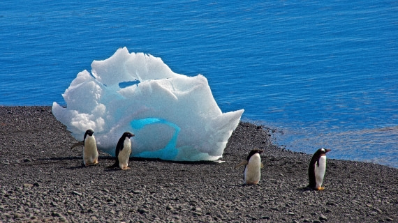 Penguins, Brown bluff,antarctica, M/V Ortelius dec 2016