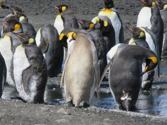 A blonde pinguin