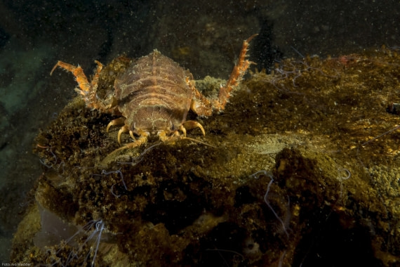 Giant isopod (Glyptonots arcticus)
