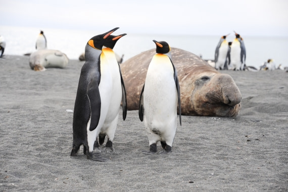 Talking pinguins in front of elephant seal