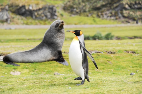 pinguine with fur seal
