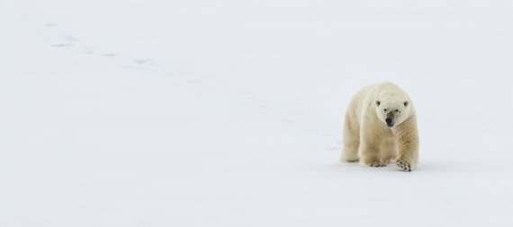 Polar Bear from M/V Plancius