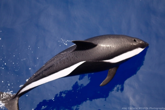 Hourglass dolphin