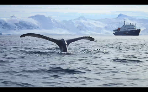 Tail and boat.