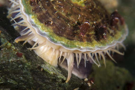 Limpet (Nacella concinna)