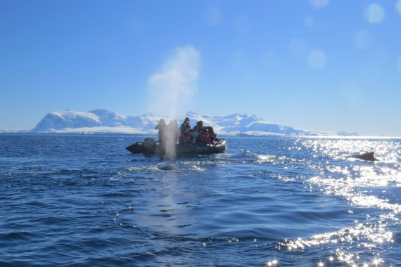 Whale shower