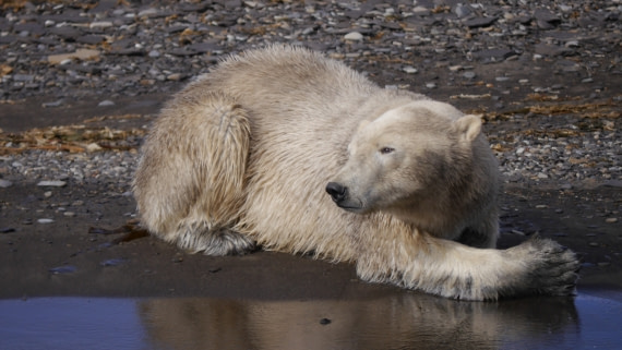 Eisbär am Strand