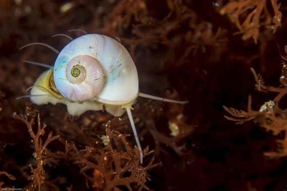 Snail