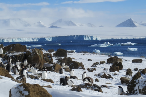 Penguins in Antarctica