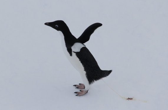ADÉLIE'S BUSINESS IN ANTARCTICA