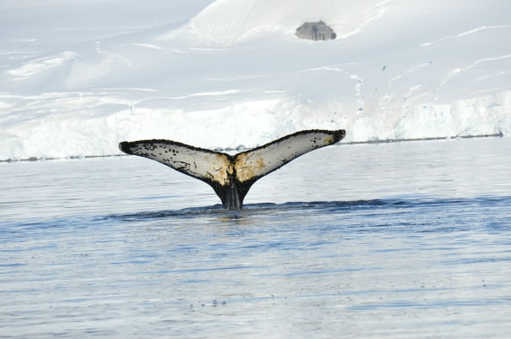 Whale's tail by Nicolo De Cata