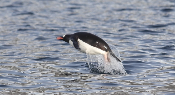 FLYING PINGUIN