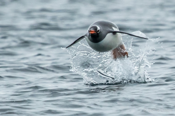 Flying Gentoo