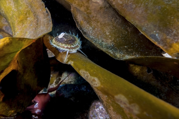 Limpet (Nacella concinna)