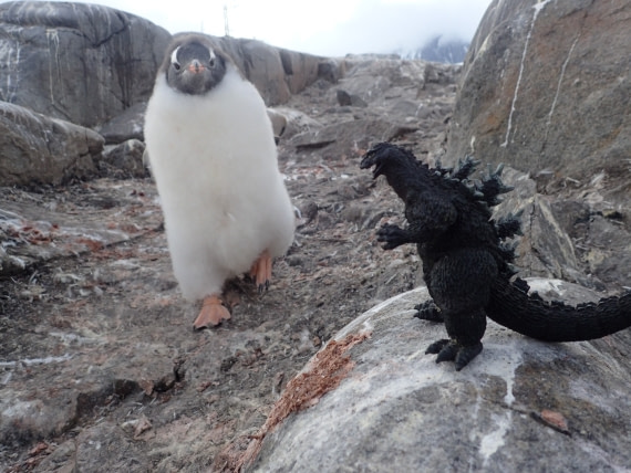 Godzilla 's attack.