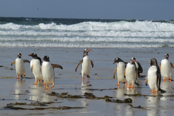 Salut penguins!