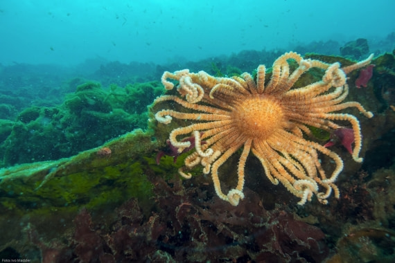 Sun Star (Labidiaster radiosus)