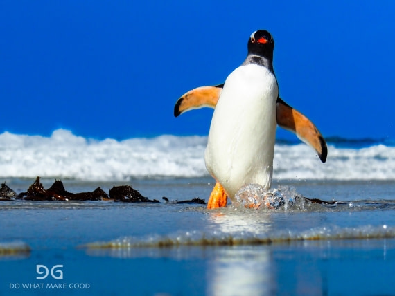 Wait for me! I am coooomiiiiing...