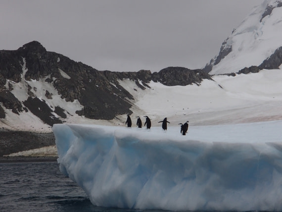 Penguins on an iceberg