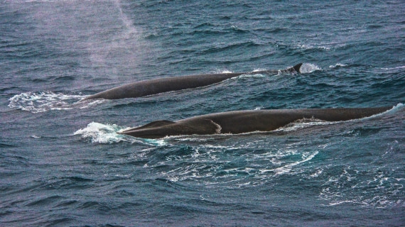 Fin whales, only the blue whale is larger, M/V Plancius, atlantic odyssey 2017