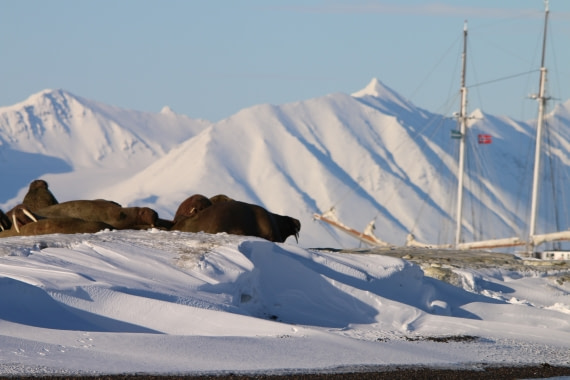 Walrussen