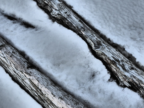Drift wood on Prins Karls Forland 05 2017