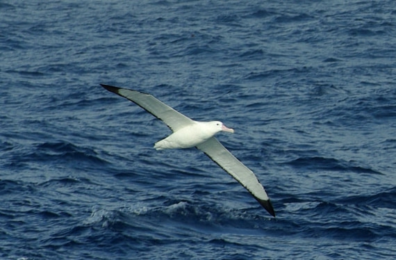 The wandering albatross