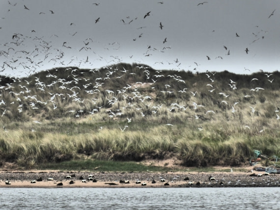 Forvie National Nature Reserve near Aberdeen