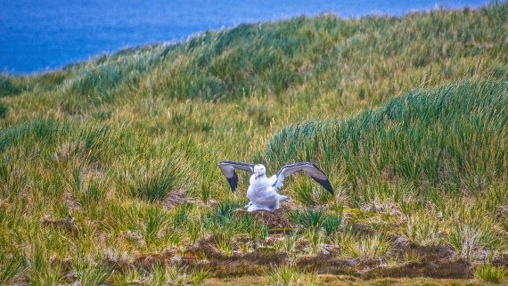 Wandering Albatross with chick, prion island, south georgia island, M/V PLancius, atlantic odyssey mar/apr 2017