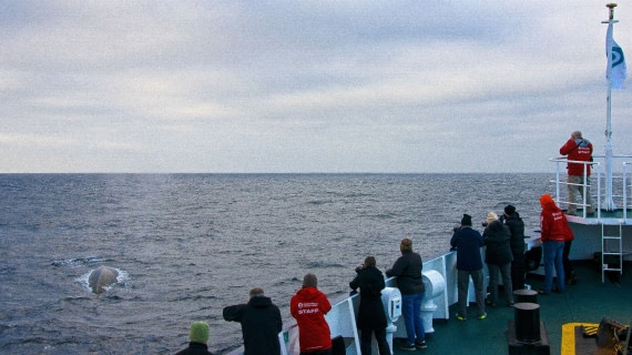 Blue whale (largest) in afternoon, m/v plancius, atlantic odyssey 2017, enroute to tristan du cunha