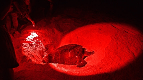 green turtle has dug hole and is laying eggs at night, red light does no affect turtle, m/v plancius, ascension island atlantic odyssey 2017