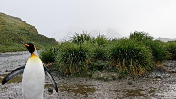 King penguin, south georgia island, m/v Plancius, atlantic odyssey mar/apr 2017