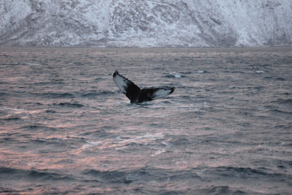 Humpback fluke
