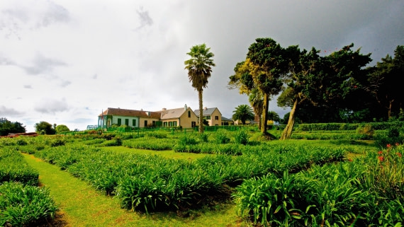 Slanted gumtrees from sometimes incessant winds, Longwood, st heleana island, M/V Plancius, atlantic odyssey 2017