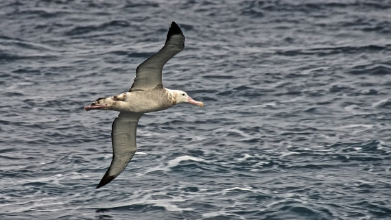wandering albatross, M/V Plancius, atlantic odyssey mar/apr 2017