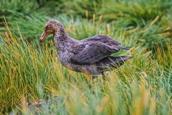 Giant petrel, prion island, south georgia island, M/V Plancius mar/apr atlantic odyssey 2017