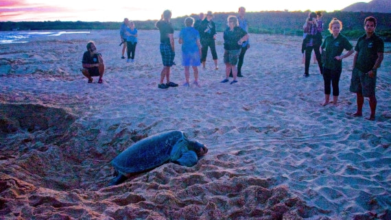 dawn, green turtle has laid & covered up eggs,crawling back to sea, m/v plancius atlantic odyssey 22017