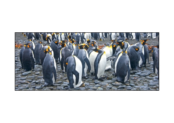King Penguins, Salisbury Plain, south georgia island, M/V Plancius, atlantic odyssey mar/apr 2017