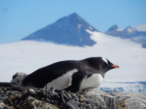 Gentoo penguin