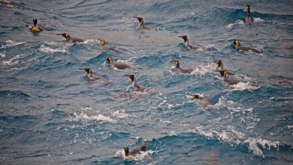 a "raft" of king penguins off south georgia island, M/V Plancius, atlantic odyssey, mar/apr 2017