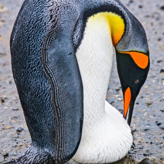 Egg sitting, king penguin, salisbury plain, south georgia island, m/v plancius, atlantic odyssey mar/apr 2017