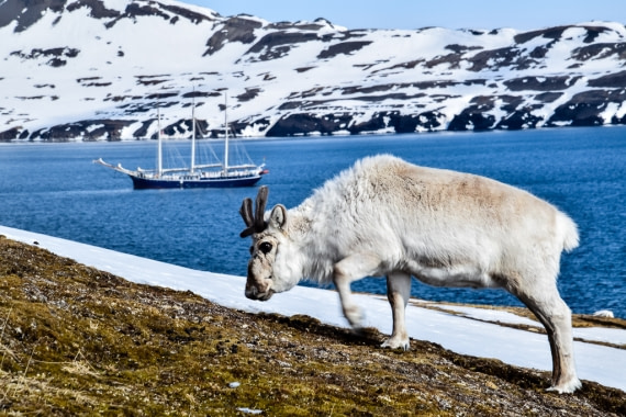 Reindeer in Alkehornet with Rembrandt Van Rijn