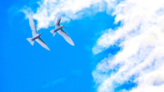 White Terns flying in sync pairs, st helena island, M/V Plancius, atlantic odyssey 2017